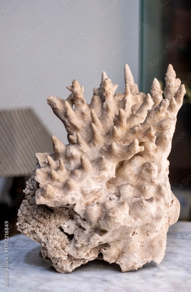 Obraz premium Branching coral fragment with honeycomb base