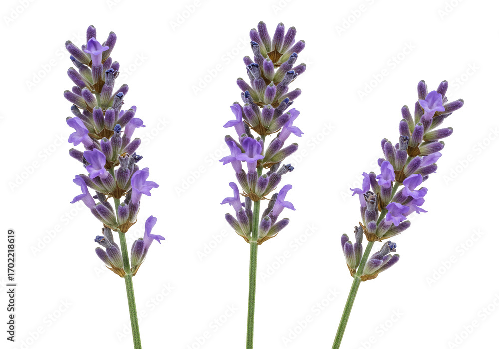 Fototapeta premium Three lavender sprigs isolated on transparent background botanical floral image