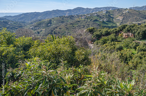 Landscape with Mediterranean vegetation seen from the village of Frigiliana, Spain
