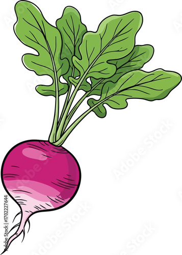 Fresh radish root vegetable with green leaves healthy food ingredient illustration vector