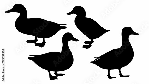 Silhouette illustration of four ducks in various poses standing and resting on a white background plain scene