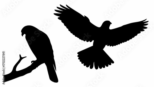 Silhouette of a bird perched on a branch and another bird flying with outstretched wings in black color