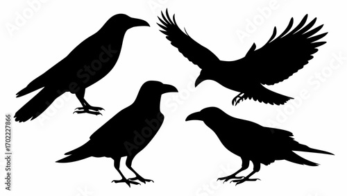 Four crow silhouettes depicting different poses including standing and flying in a black and white image