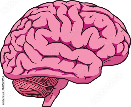 Pink human brain anatomy lobe cortex cerebellum illustration vector