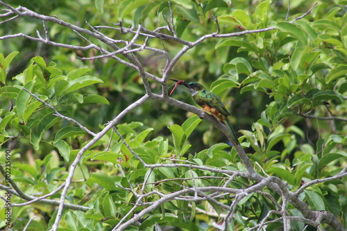 Ariramba-de-cauda-ruiva