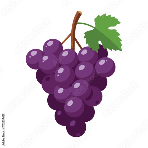 Vector illustration of purple grapes