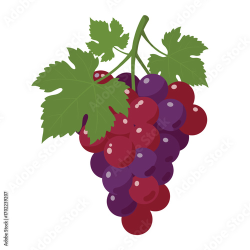 Vector illustration of purple grapes