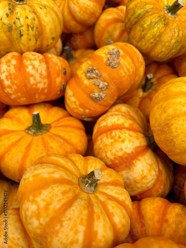 Orange Kürbis im Herbst zum verzehr und zur Dekoration
