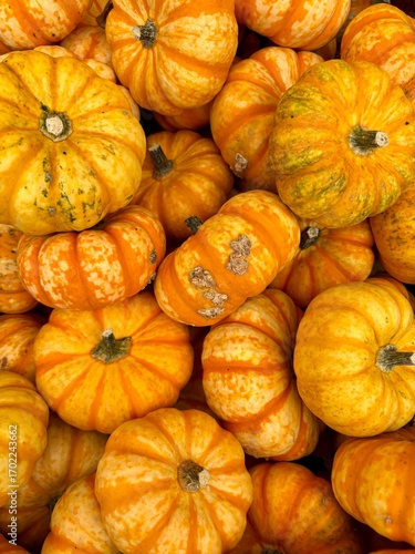 Orange Kürbis im Herbst zum verzehr und zur Dekoration