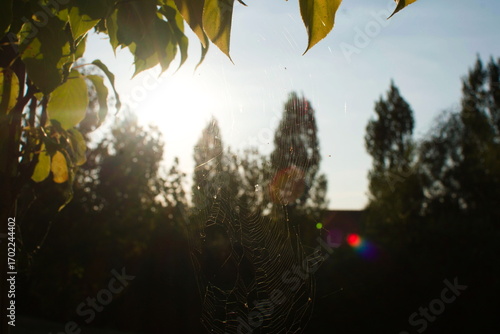 Delicate Glow: Intricate Spider Web Backlit by the Golden Hour Sun