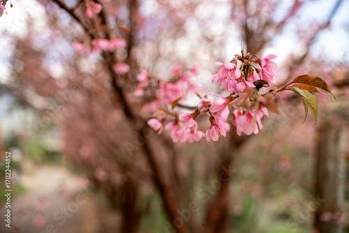 Close-Up of Cherry Blossom Tree in Full Bloom