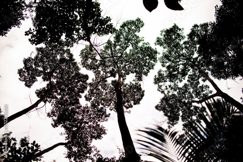 Silhouette of Tall Tropical Trees Against Bright Sky