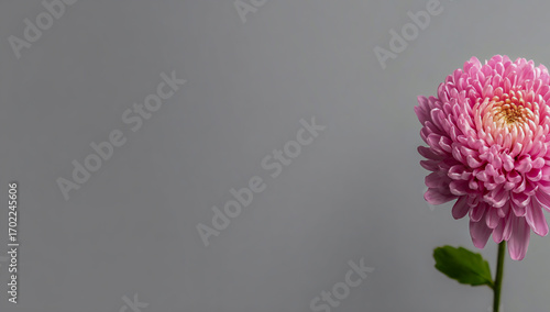 Minimalist gray background with a pink chrysanthemum on the right side, with copy space for a concept or banner template