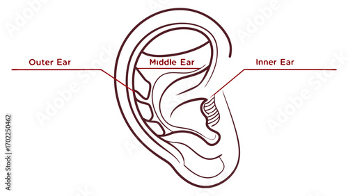 Detailed Anatomical Diagram of Human Ear with Labeled Sections for Education