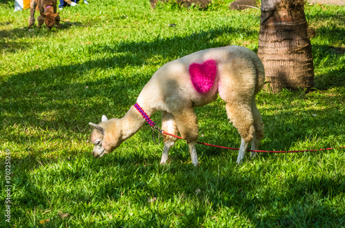 Alpaca grazes on the lawn