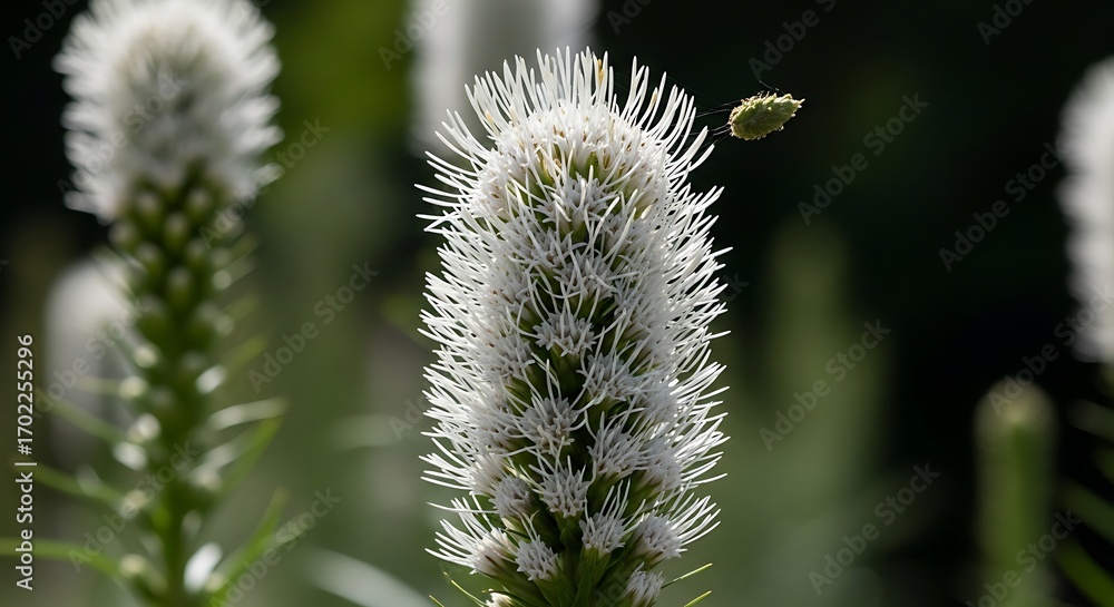 Obraz premium Close-up of a white Liatris flower with a blurred background.