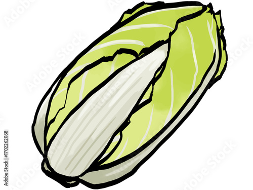 タイトル : 白菜のイラスト （筆タッチ） シンプル / Brush Style Illustration of Chinese Cabbage