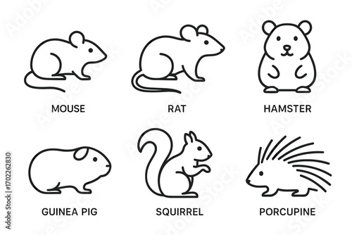 Simple line drawings of mouse, rat, hamster, guinea pig, squirrel, and porcupine