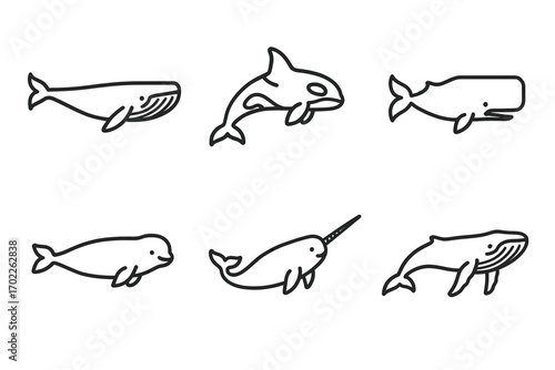 Simple line art illustrations of various whale species