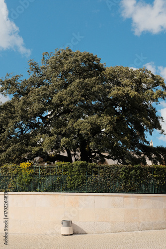 Oak tree near Capelinha das Aparices in Sanctuary of Fatima Portugal symbolizing connection to Virgin Mary apparitions surrounded by stone wall and visitors. High quality photo
