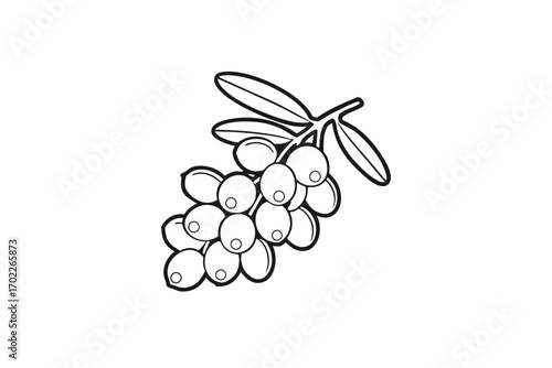 Sea Buckthorn Berries Branch Outline, on a White Background