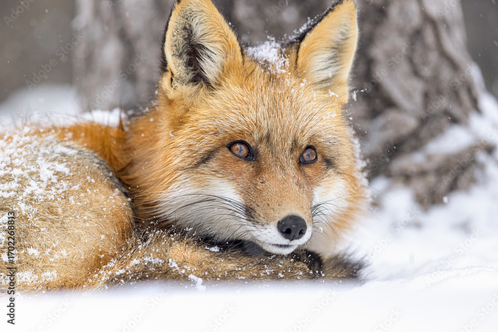 Obraz premium Snowy red fox. 