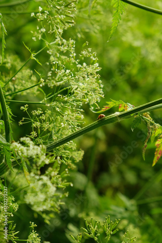 close up of green leaves