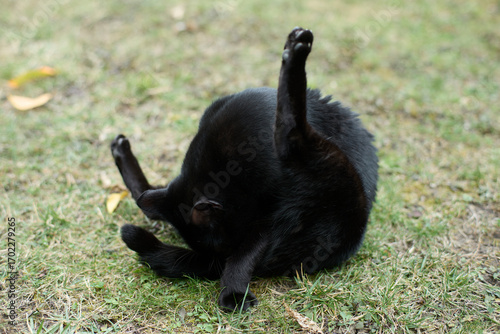 Black cat licking its butt