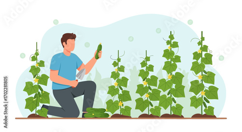 Gardener Harvesting Fresh Cucumbers From a Thriving Vegetable Garden in Summer