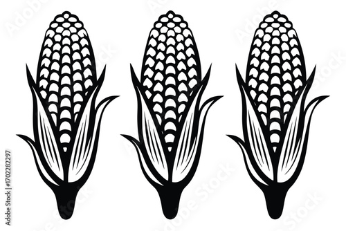 Three Black Corn Cobs, Maize with Husk on White Background