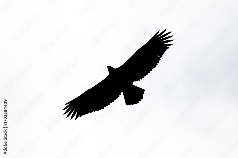 Obraz premium Bald Eagle (Haliaeetus leucocephalus) silhouette infront of a white sky