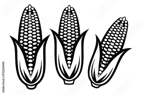 Three Corn Cobs in Black and White on White Background