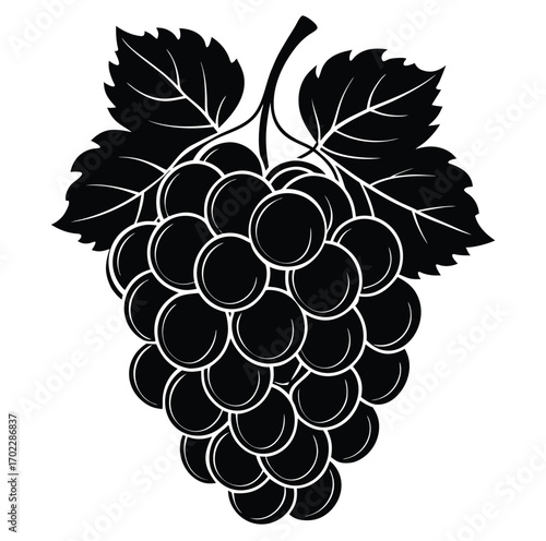 Vector illustration of a bunch of grapes with leaves on vine