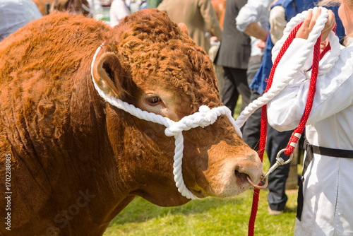 Obraz na płótnie A South Devon bull on display at a traditional county show