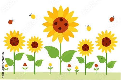sunflower on a white background