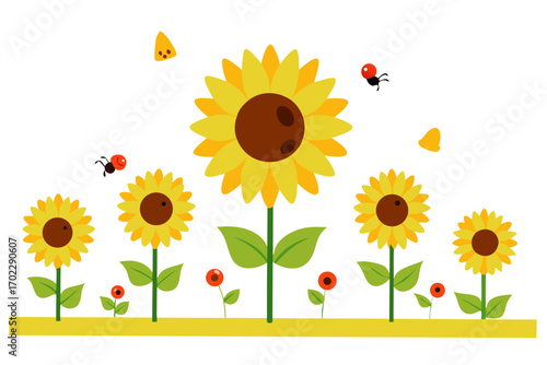 sunflower on a white background