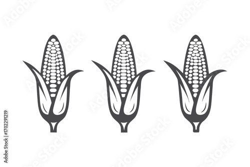 Three Gray Corncobs with Leaves on White Background Design
