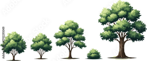 Illustration of five green trees and one small bush, arranged by size from smallest to largest on white background.