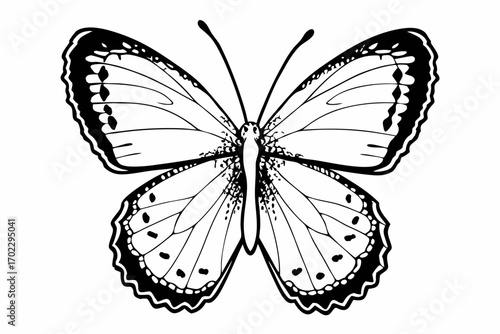 butterfly isolated on white