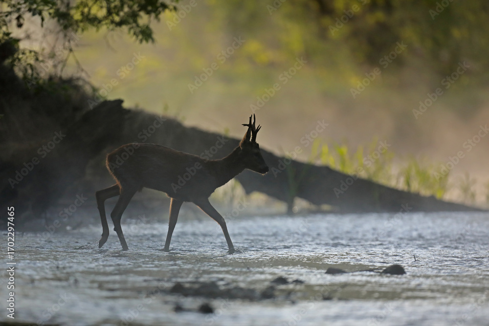 Fotobehang  Sarna europejska (Capreolus capreolus) roe deer #1702297465