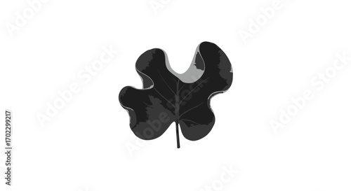 A single dark, glossy, and irregularly shaped leaf with a reflective surface on a plain white background.
