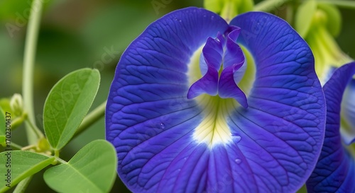 Vibrant Blue Butterfly Pea Flower in Full Bloom.