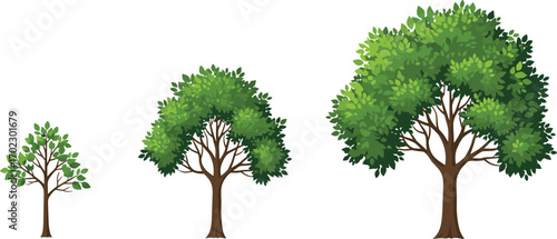 Illustration of three stylized trees showing growth stages with vibrant green leaves and sturdy brown trunks on white background.