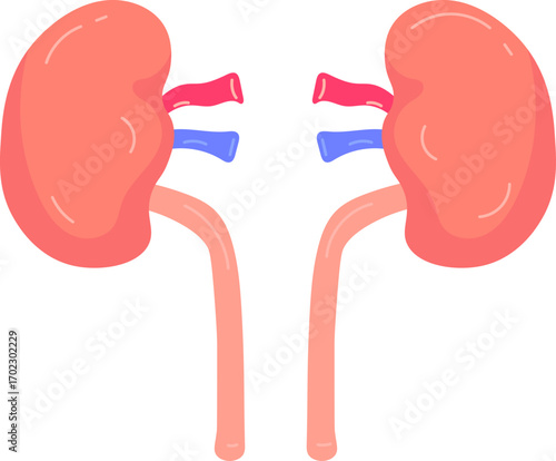 Human Kidneys Illustration - Medical Anatomy