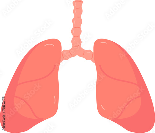 Human Lungs Anatomy Illustration