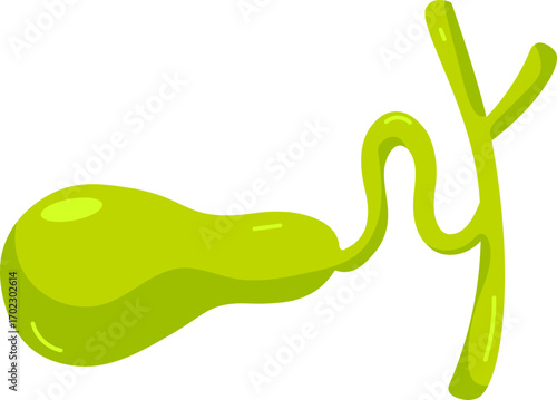 Cartoon Gallbladder and Bile Ducts Illustration
