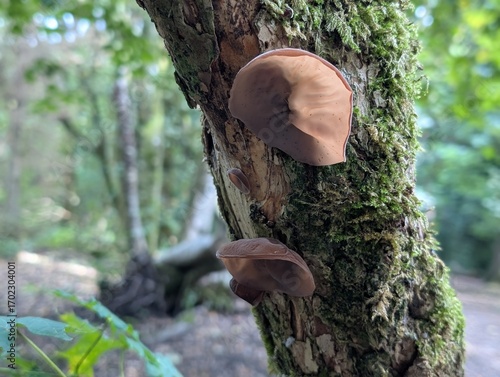 Jelly Ear mushrooms (Auricularia auricula-judae) in autumn