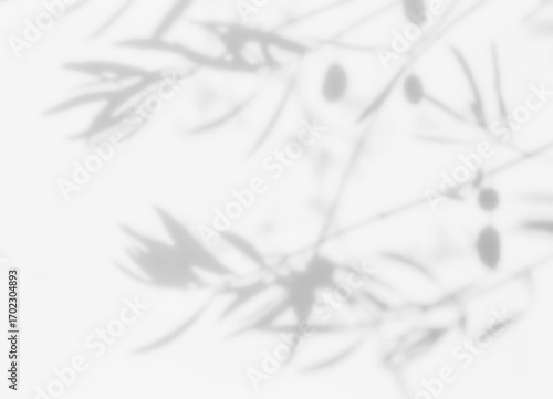 Shadow of olive tree fruit overlay on white wall. Sunlight effect shadow on the wall. Minimal blurred backdrop backgrounds. Summer tropical surface background.