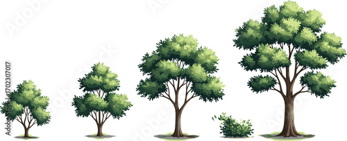 Illustration showing the growth stages of a leafy cartoon tree from small sapling to fully grown tree with a bush.