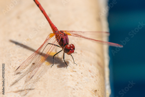 Red Dragonfly Resting on Poolside in Cyprus